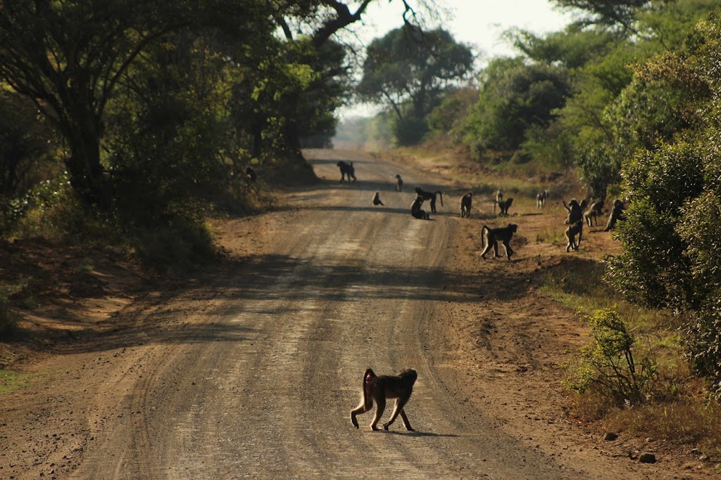 Nathalie Neumann: Monkey troop waking across the road
