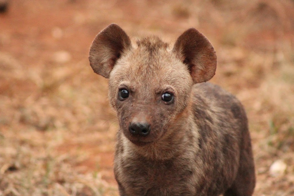 Nathalie Neumann: Hyena closeup 