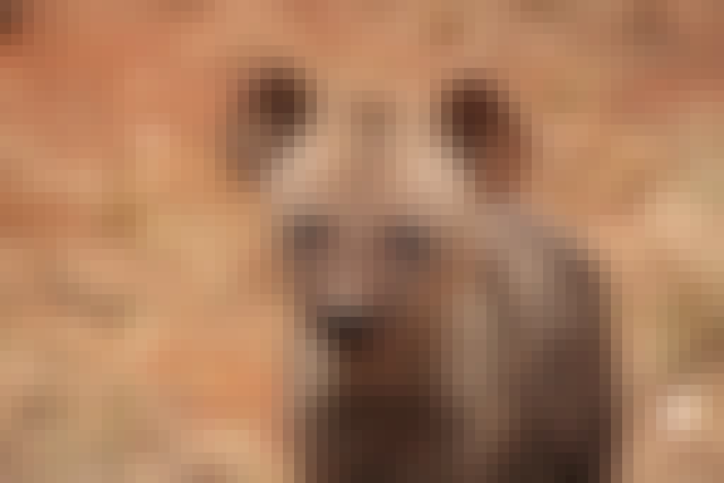 Nathalie Neumann: Hyena closeup 
