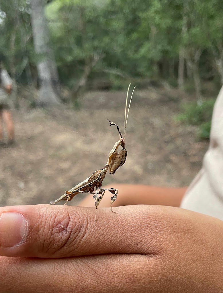 Nathalie Neumann: Preying mantis on a volunteer hand