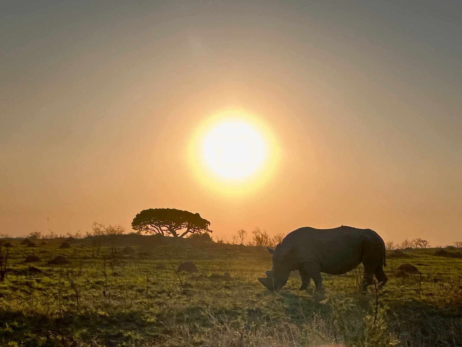 Nathalie Neumann: Rhino in a landscape