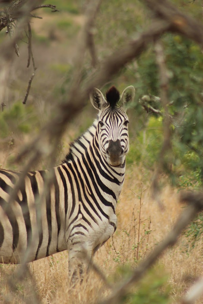 Nathalie Neumann: Zebra in the bush