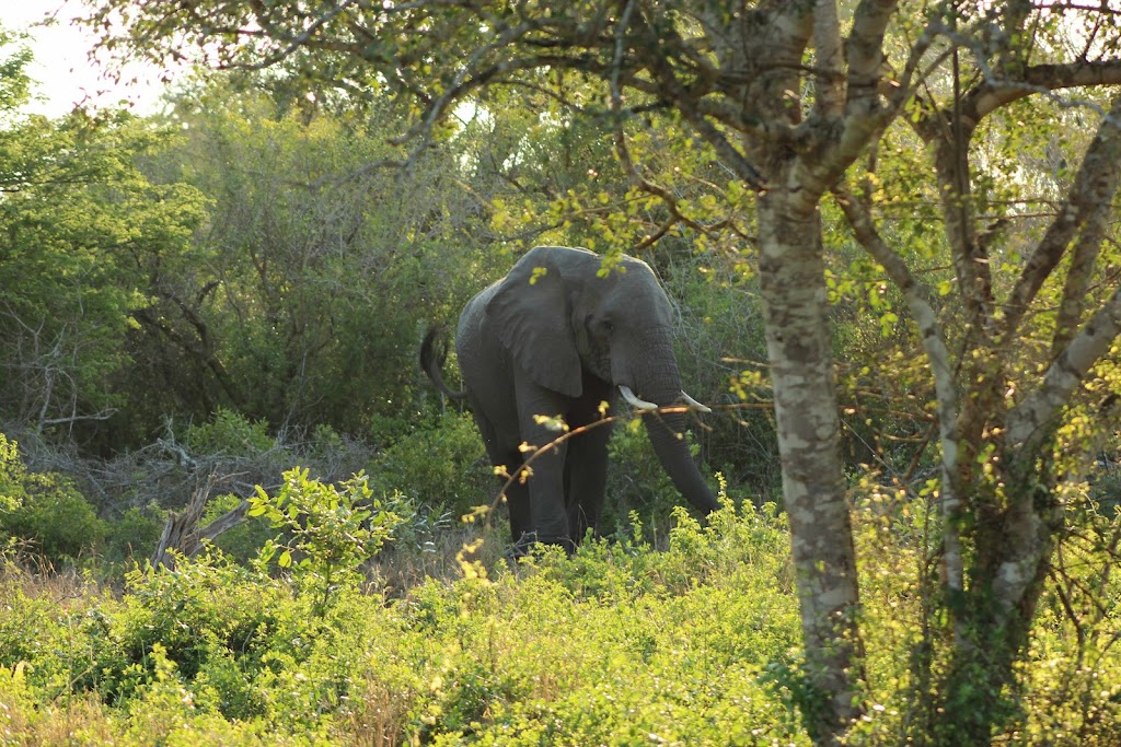 Nathalie Neumann: Elephant in the bush
