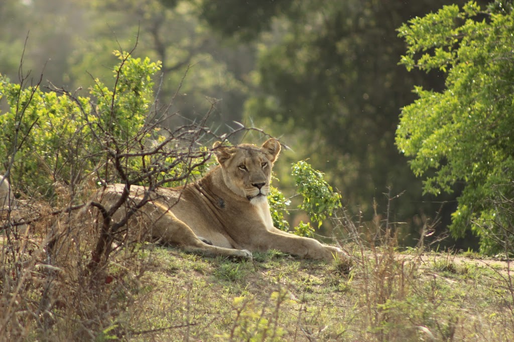 Nathalie Neumann: Lioness in the bush