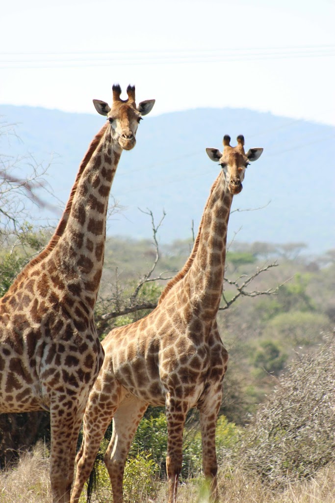 Nathalie Neumann: Two giraffes