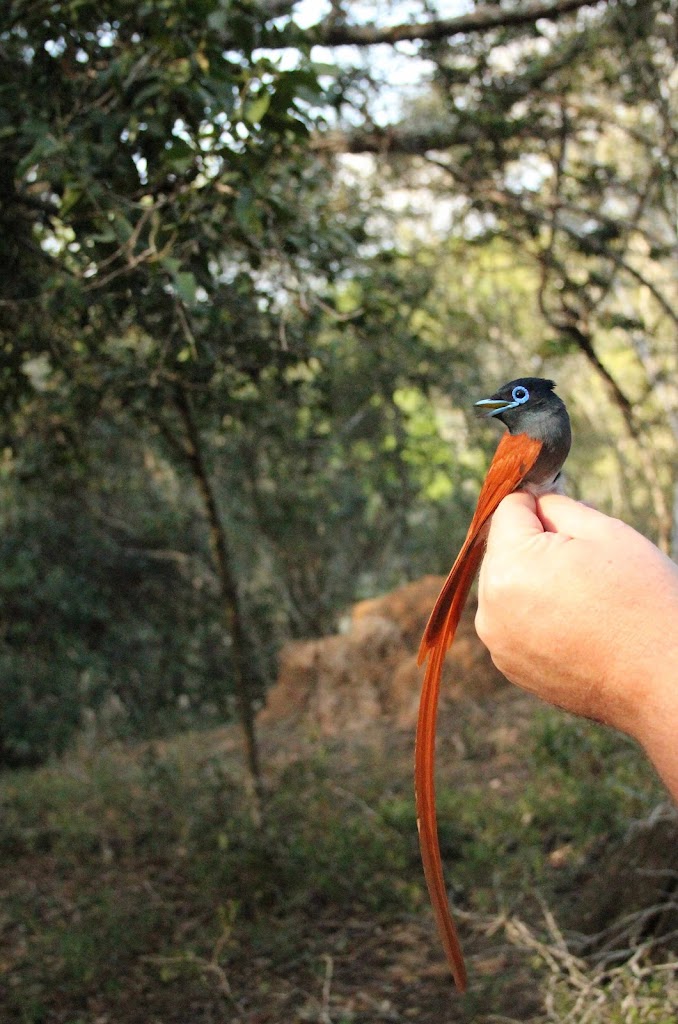 Nathalie Neumann: A bird on a volunteers hand