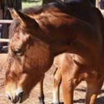 Max, a horse at Hanchi Conservation Experience