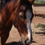 Gunsten, a horse at Hanchi Conservation Experience