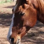 Kalahari, a horse at Hanchi Conservation Experience