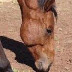 Farewell, a horse at Hanchi Conservation Experience