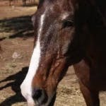 General, a horse at Hanchi Conservation Experience
