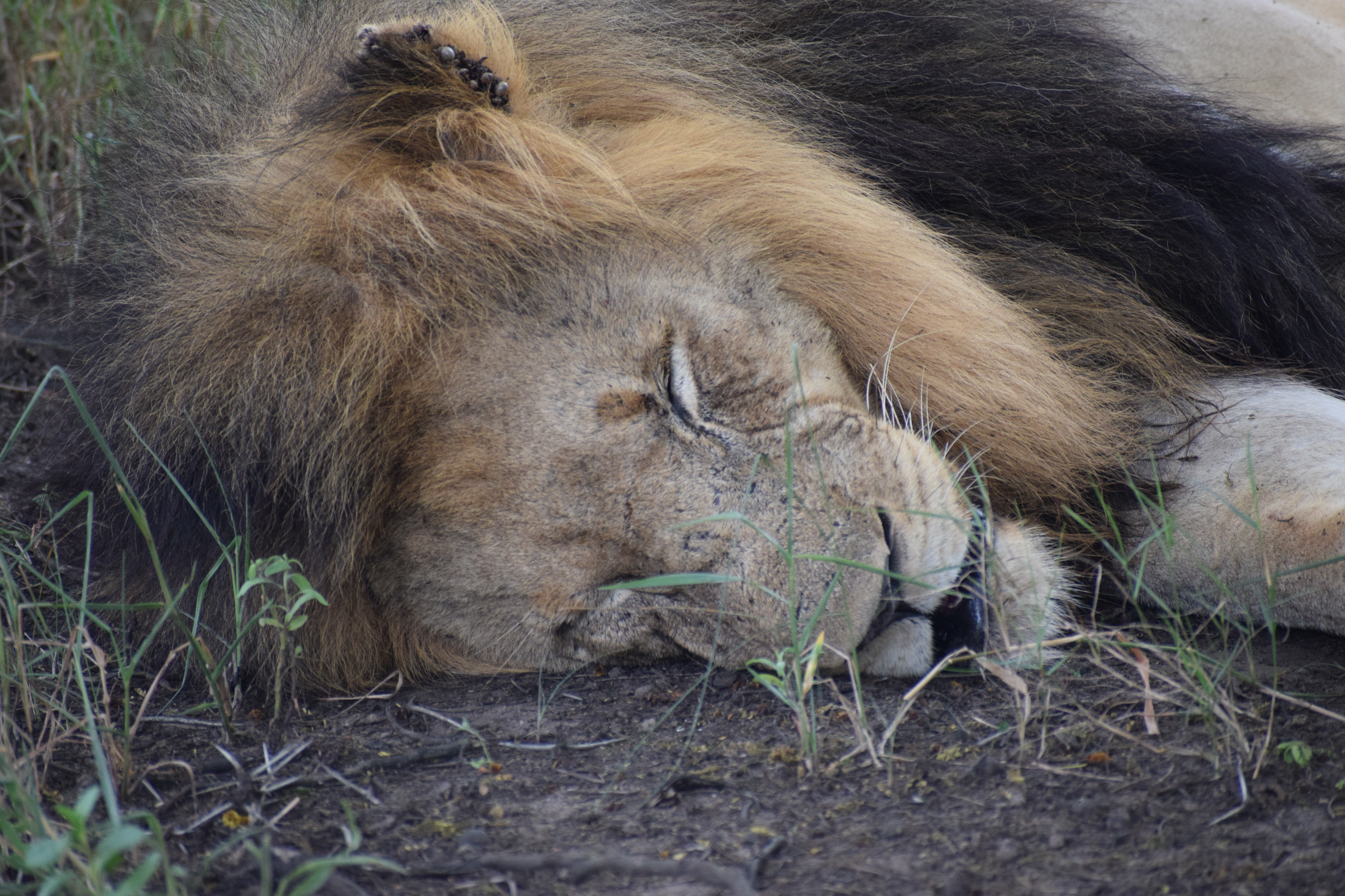 Lion sleeping at Phinda