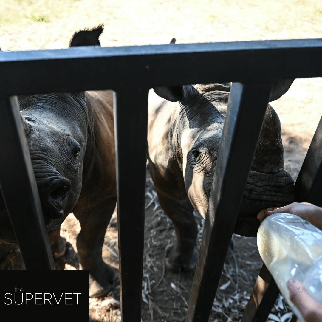 Supervet Golola header