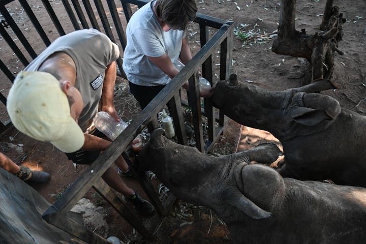 ACE volunteers bottle feed baby rhinos