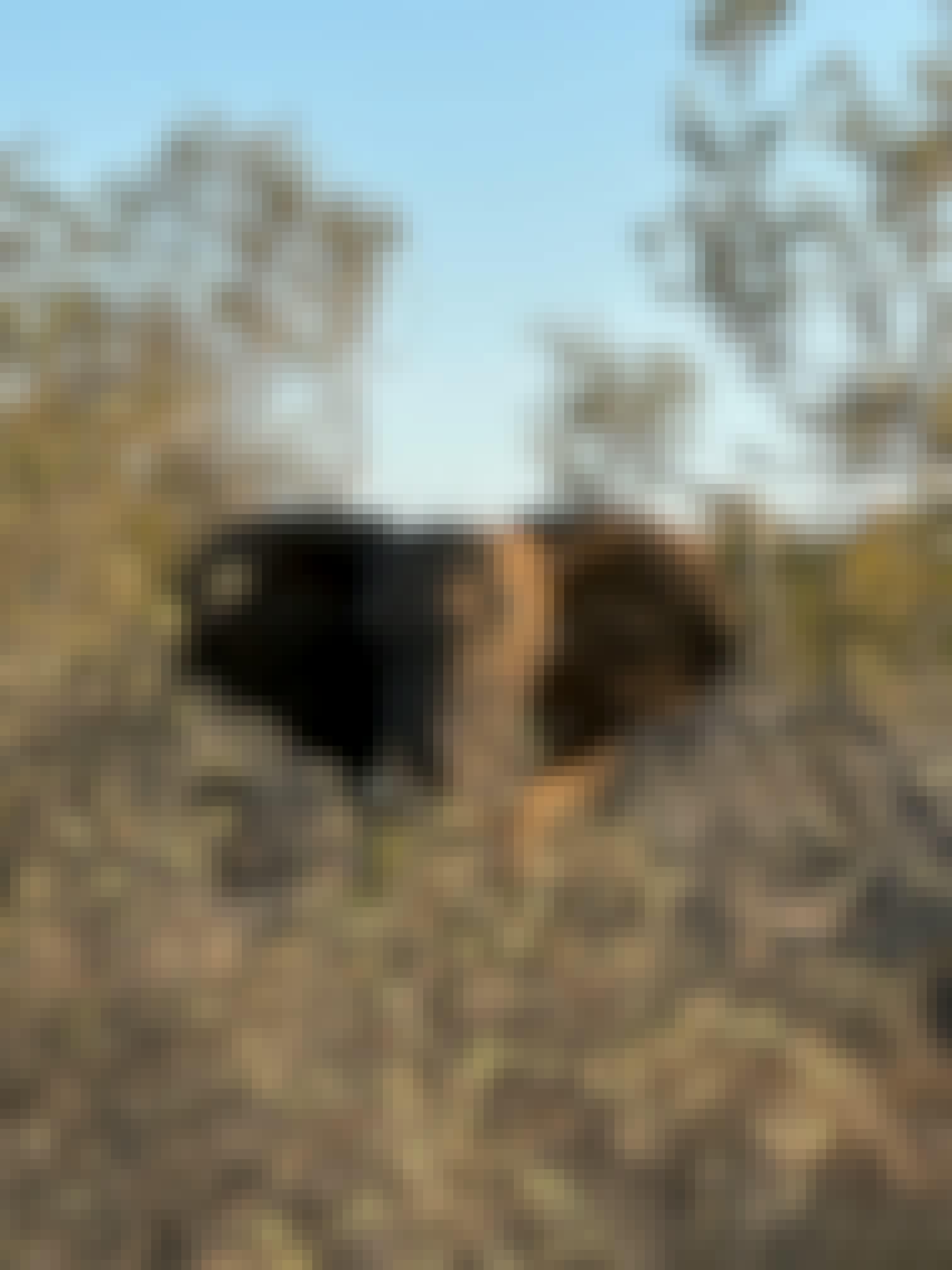 Payton McGarva: Elephant in the bush
