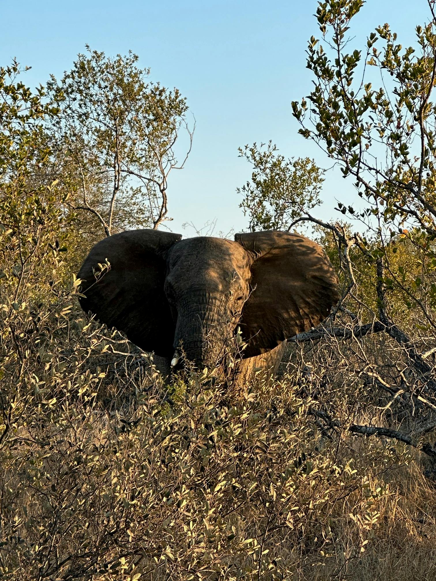 Payton McGarva: Elephant in the bush