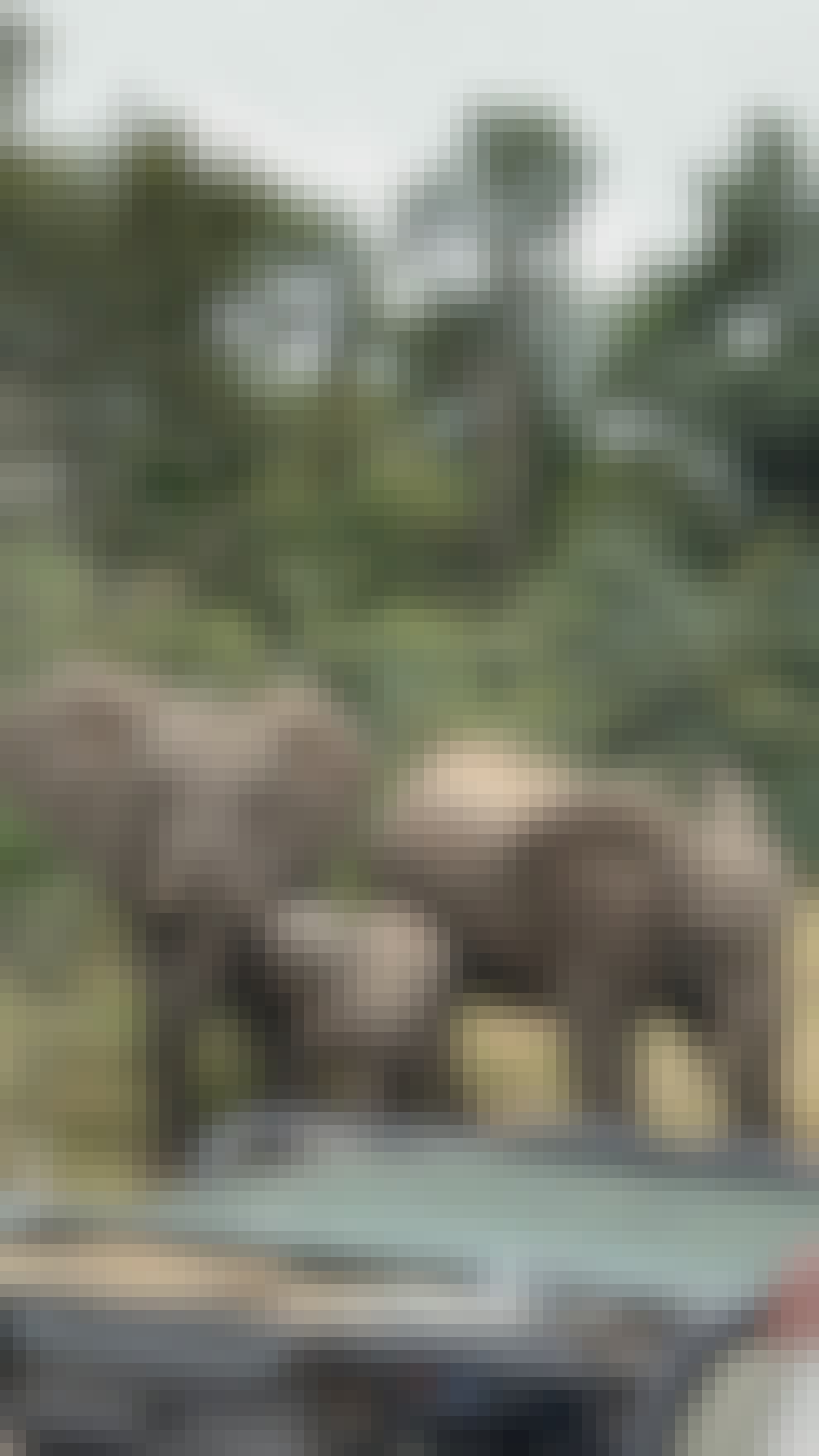 Payton McGarva: Family of elephants