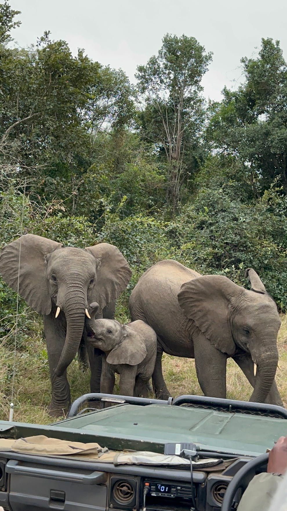 Payton McGarva: Family of elephants