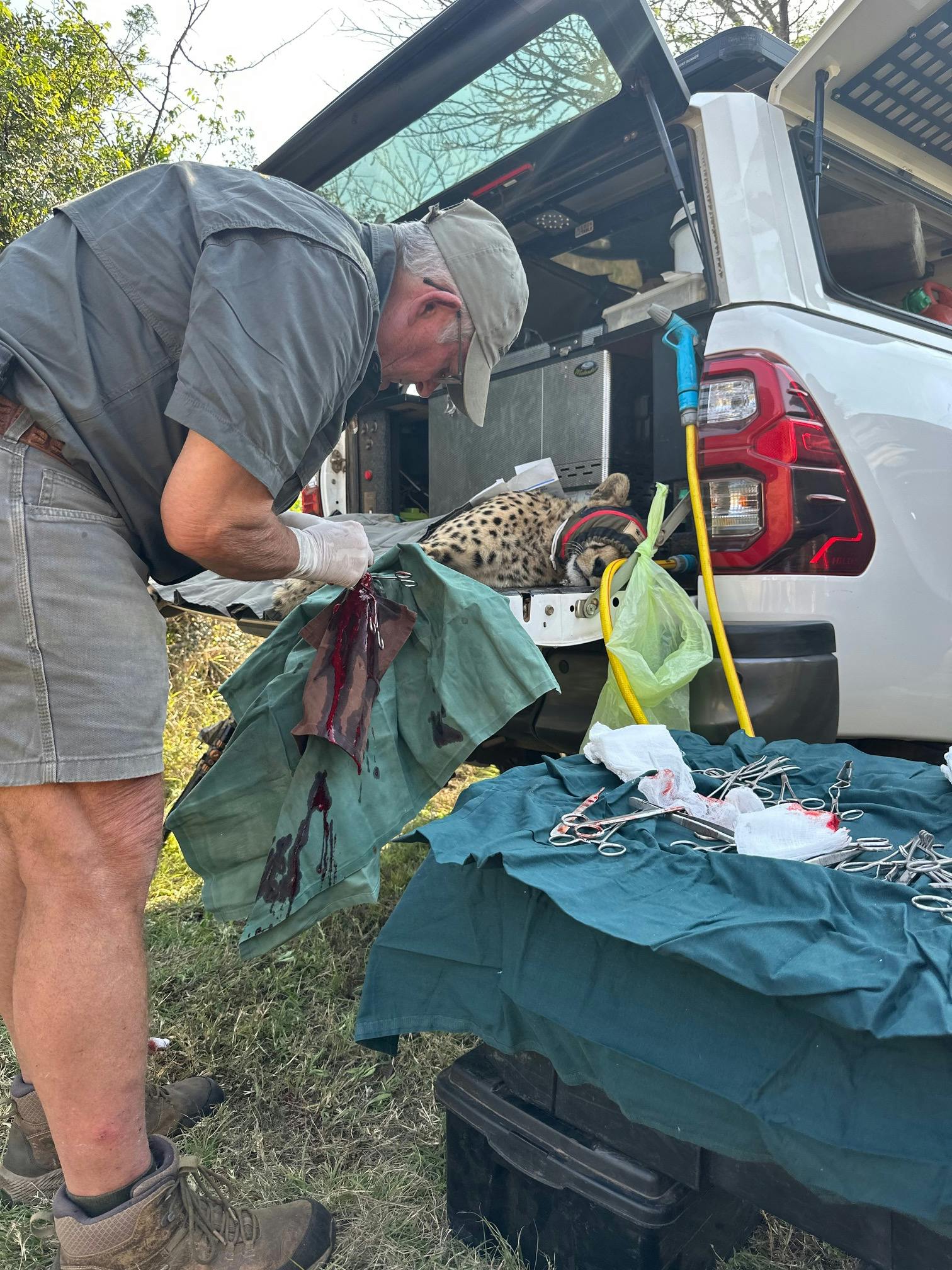Payton McGarva: Vet operates on a cheetah