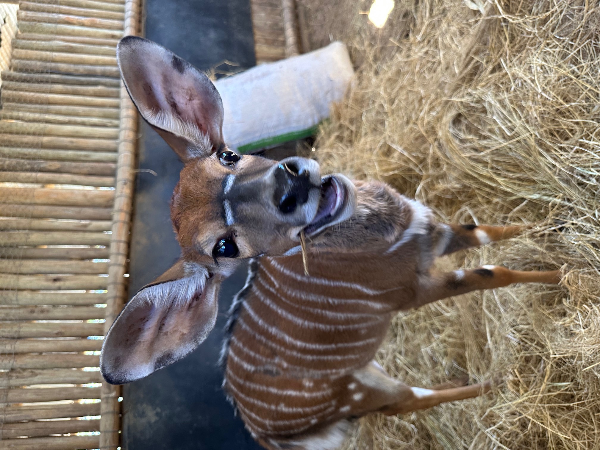 Payton McGarva: An antelope