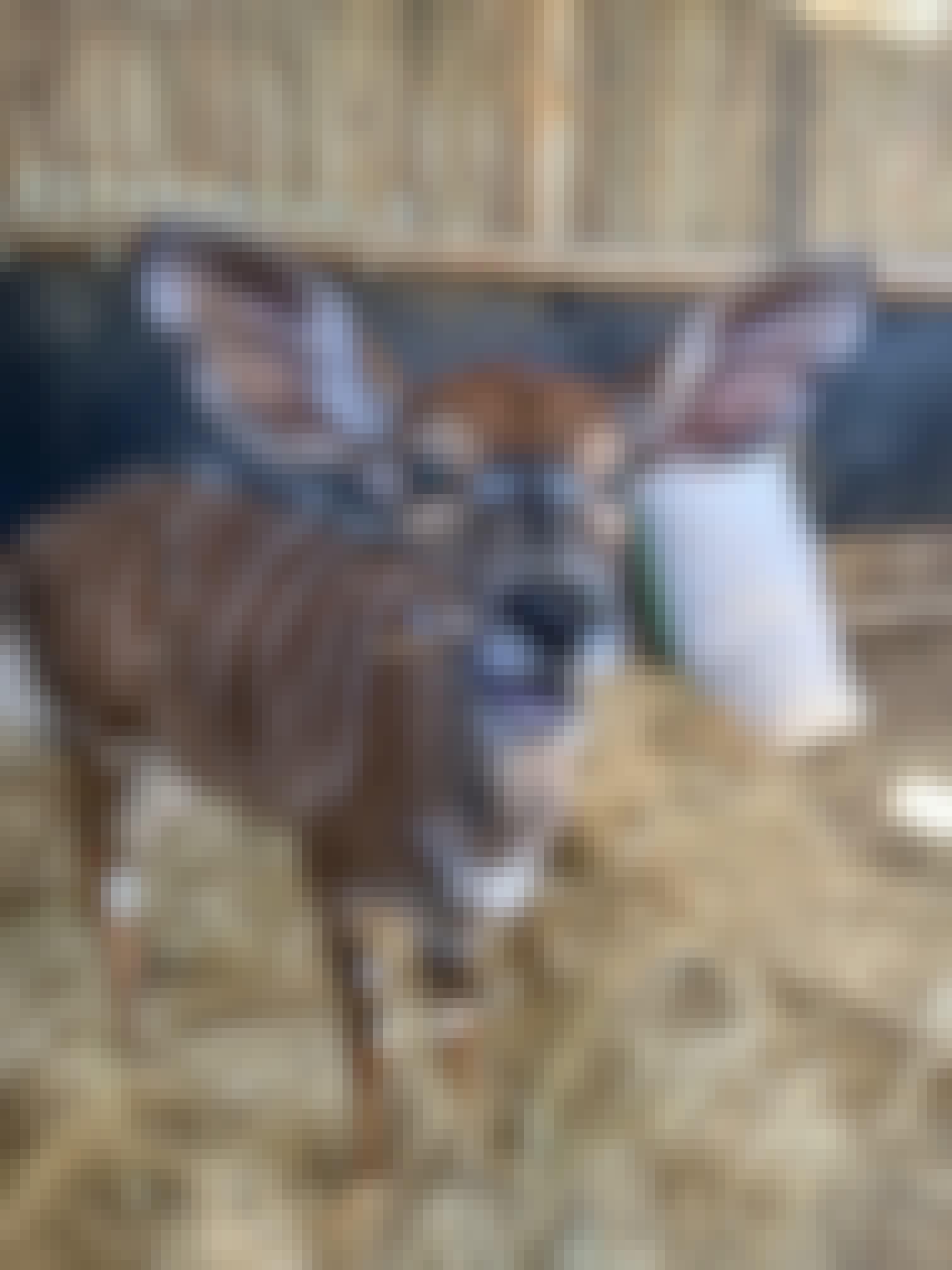 Payton McGarva: An antelope