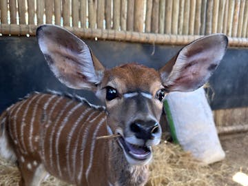 Payton McGarva: An antelope