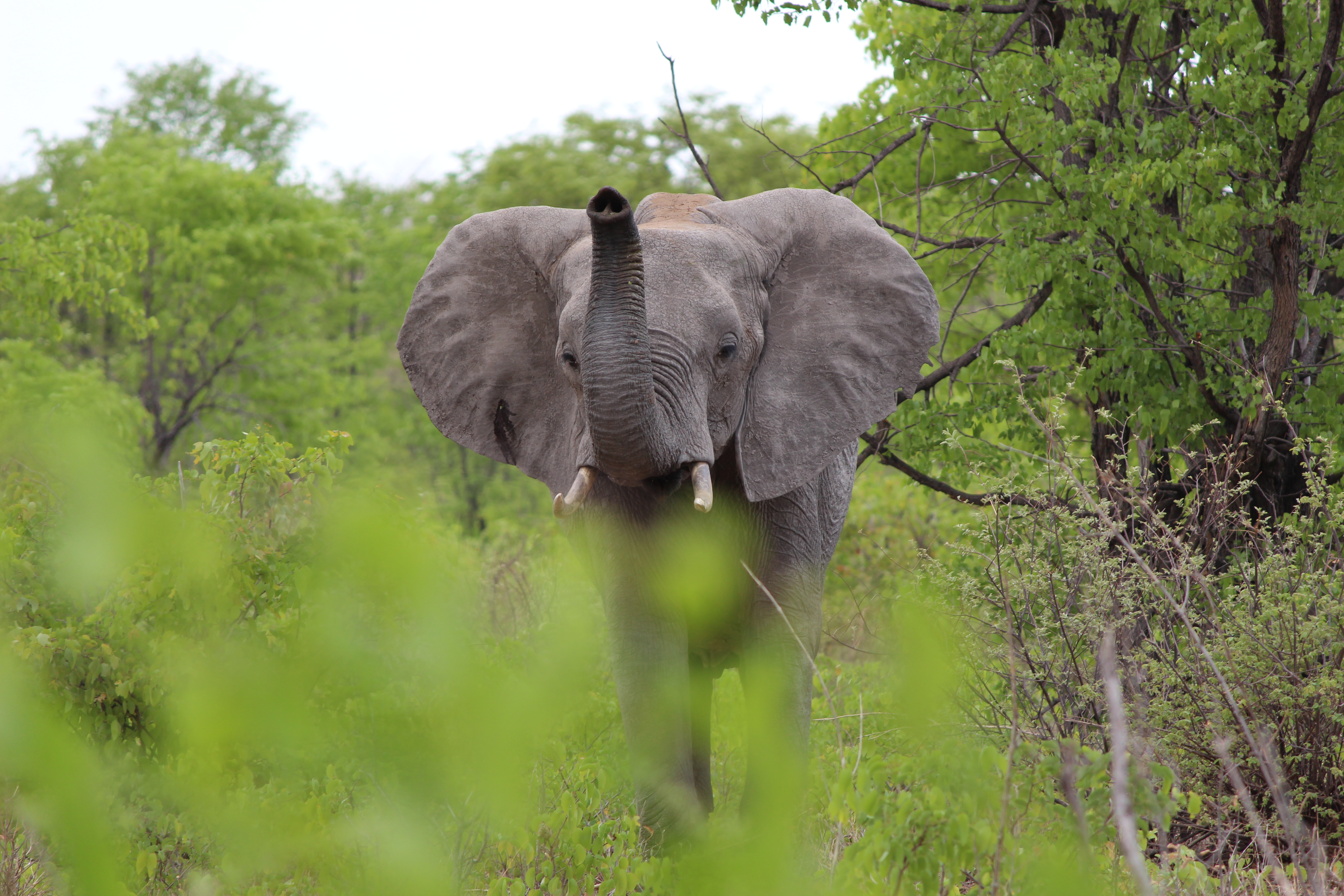 Elephant in the bush