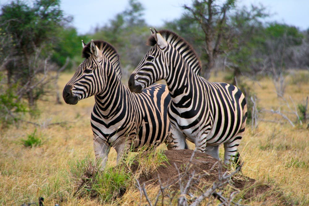 Two zebras