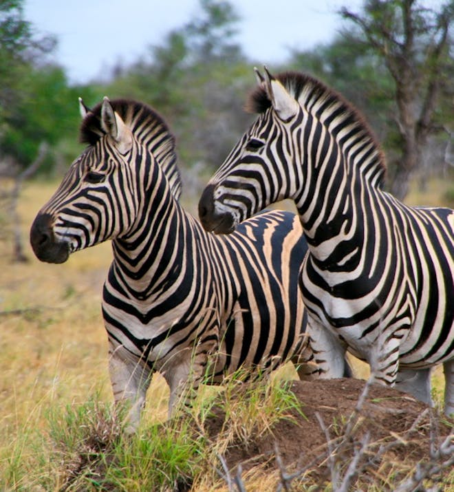 Two zebras