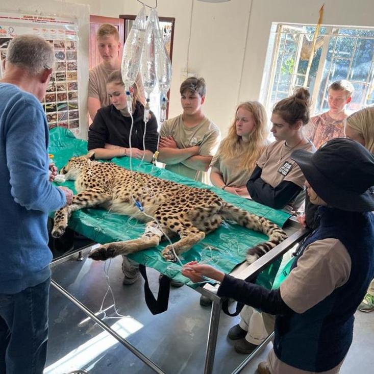 Caitlin Morse: a cheetah operation