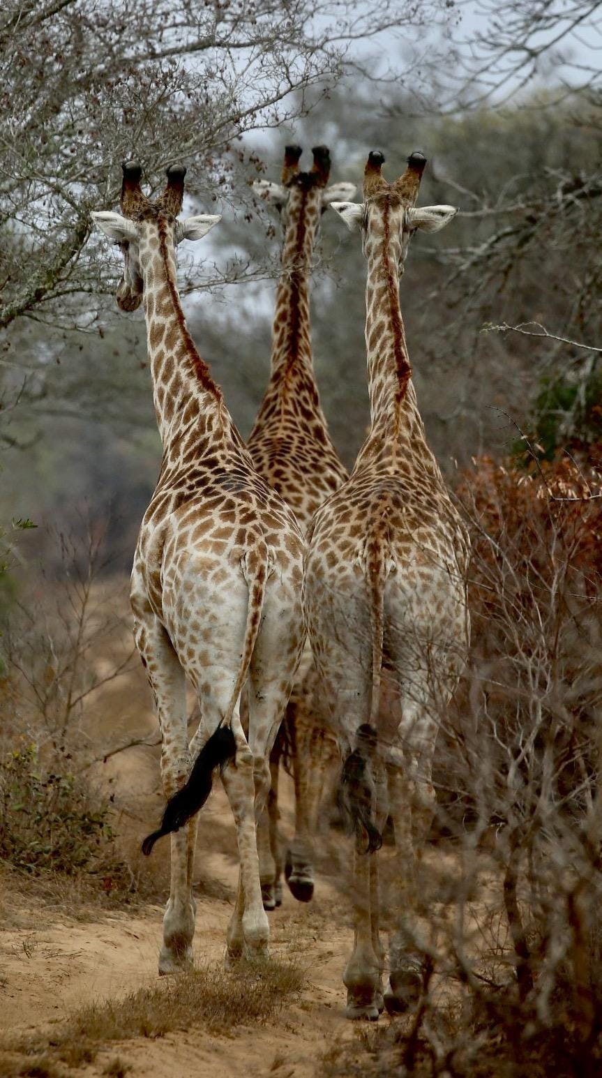 Three giraffe at Phinda