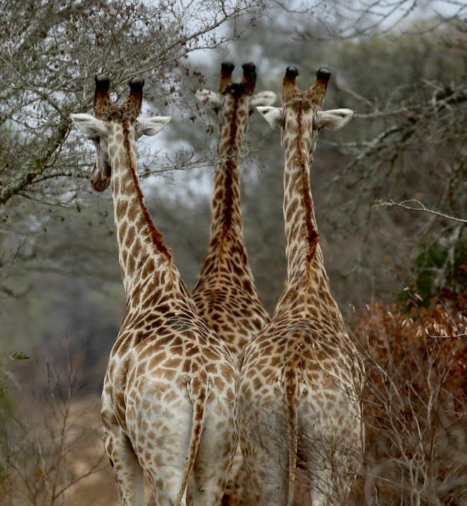 Three giraffe at Phinda