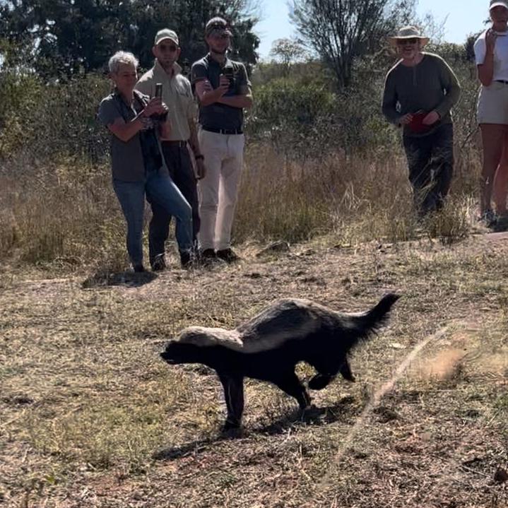 Caitlin Morse: A honey badger release