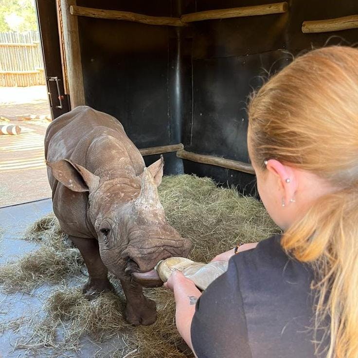 Caitlin Morse: volunteer bottle feeding a rhino 