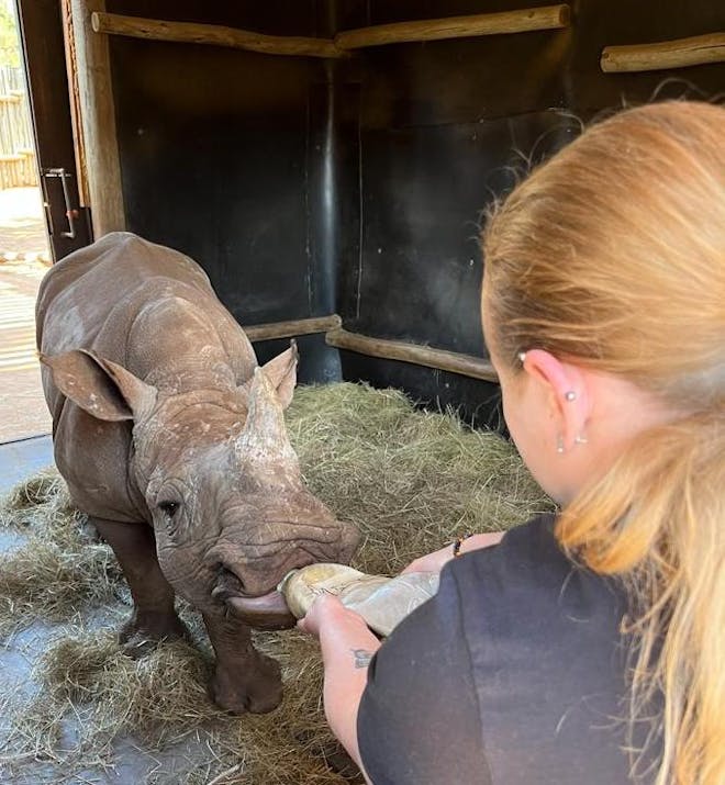 Caitlin Morse: volunteer bottle feeding a rhino