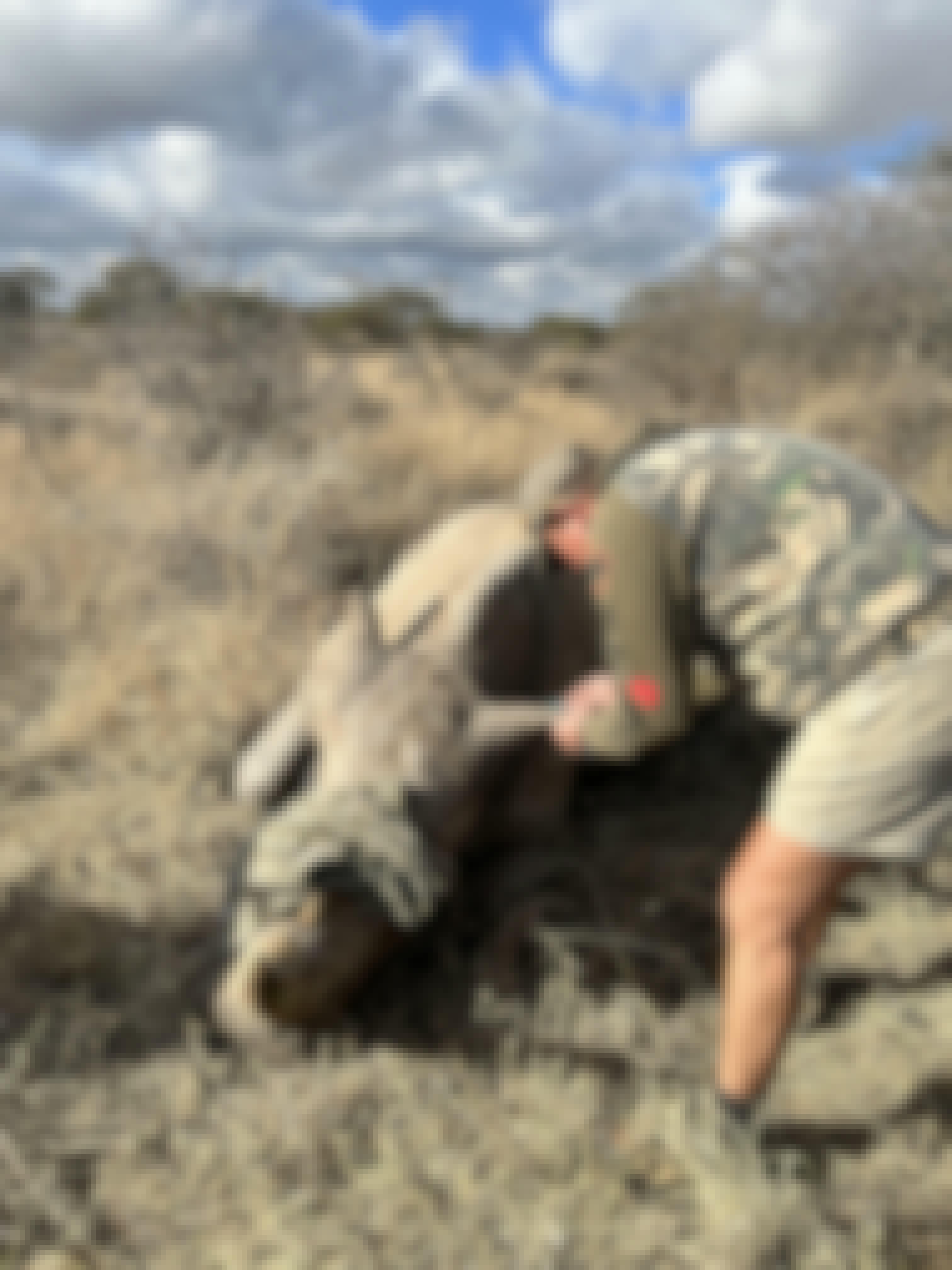 Kaitlyn Evans: Rhino having its blood drawn