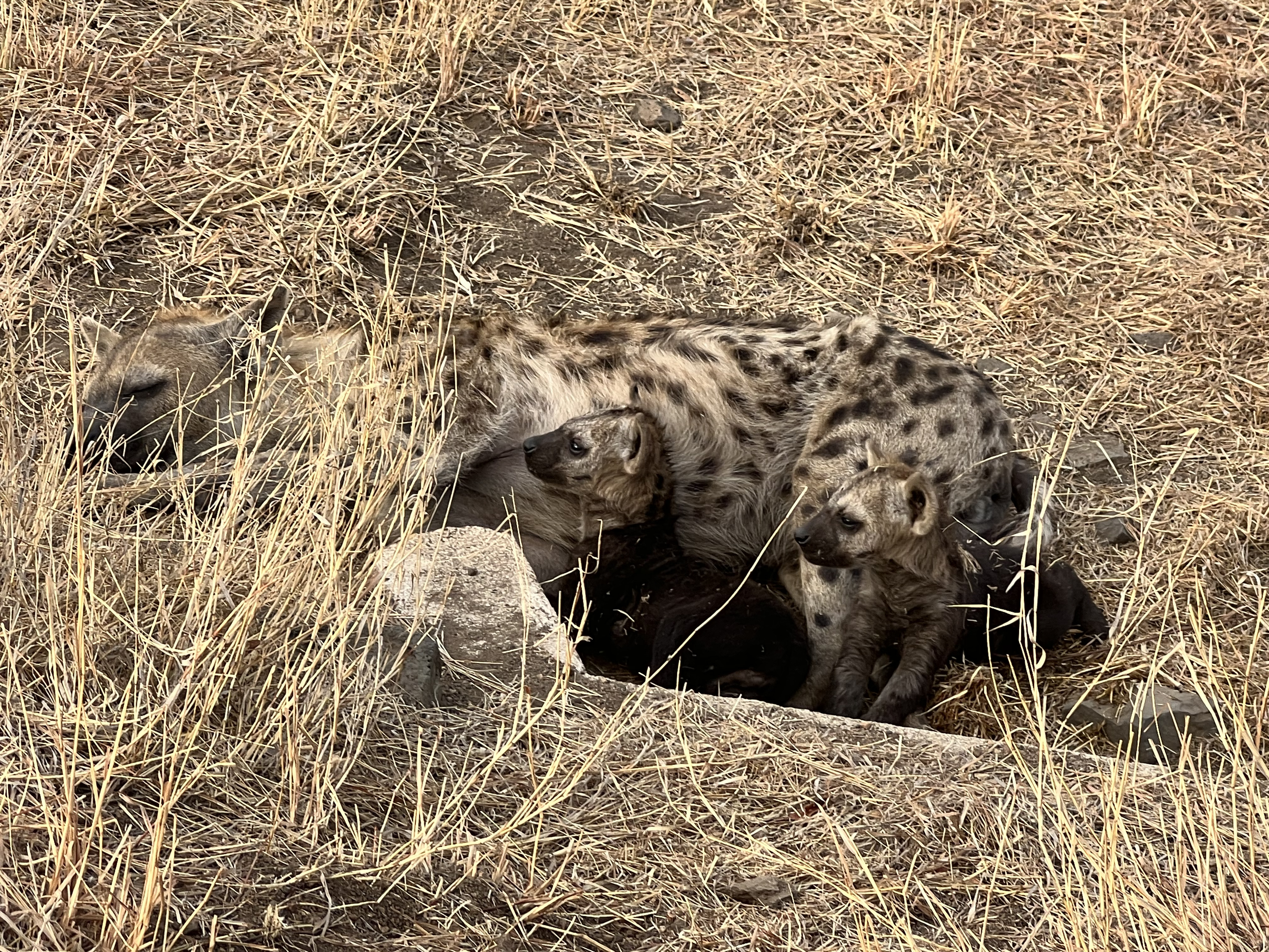 Kaitlyn Evans: hyena pups and mother