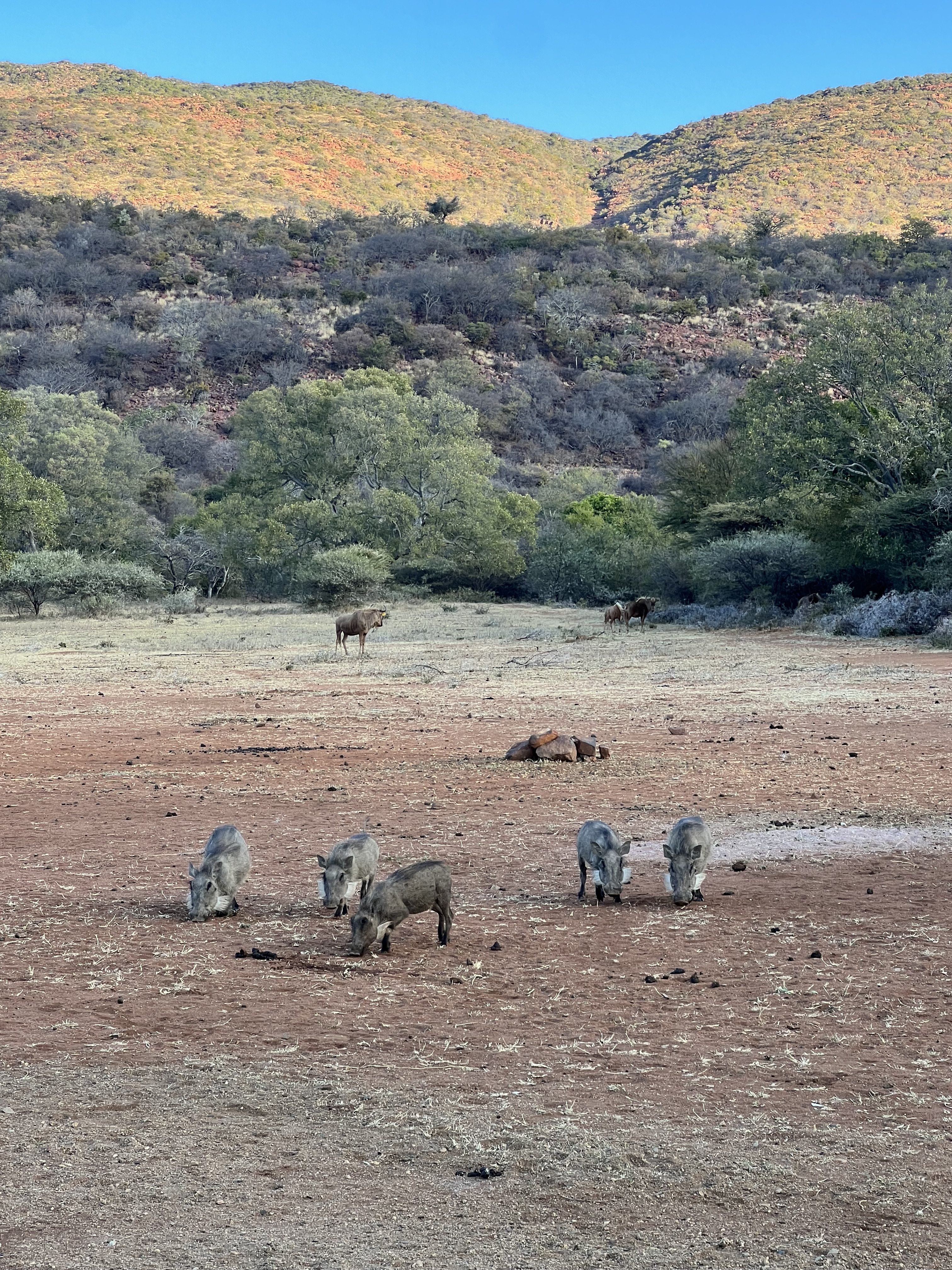 Kaitlyn Evans: warthogs and wildebeest in a landscape