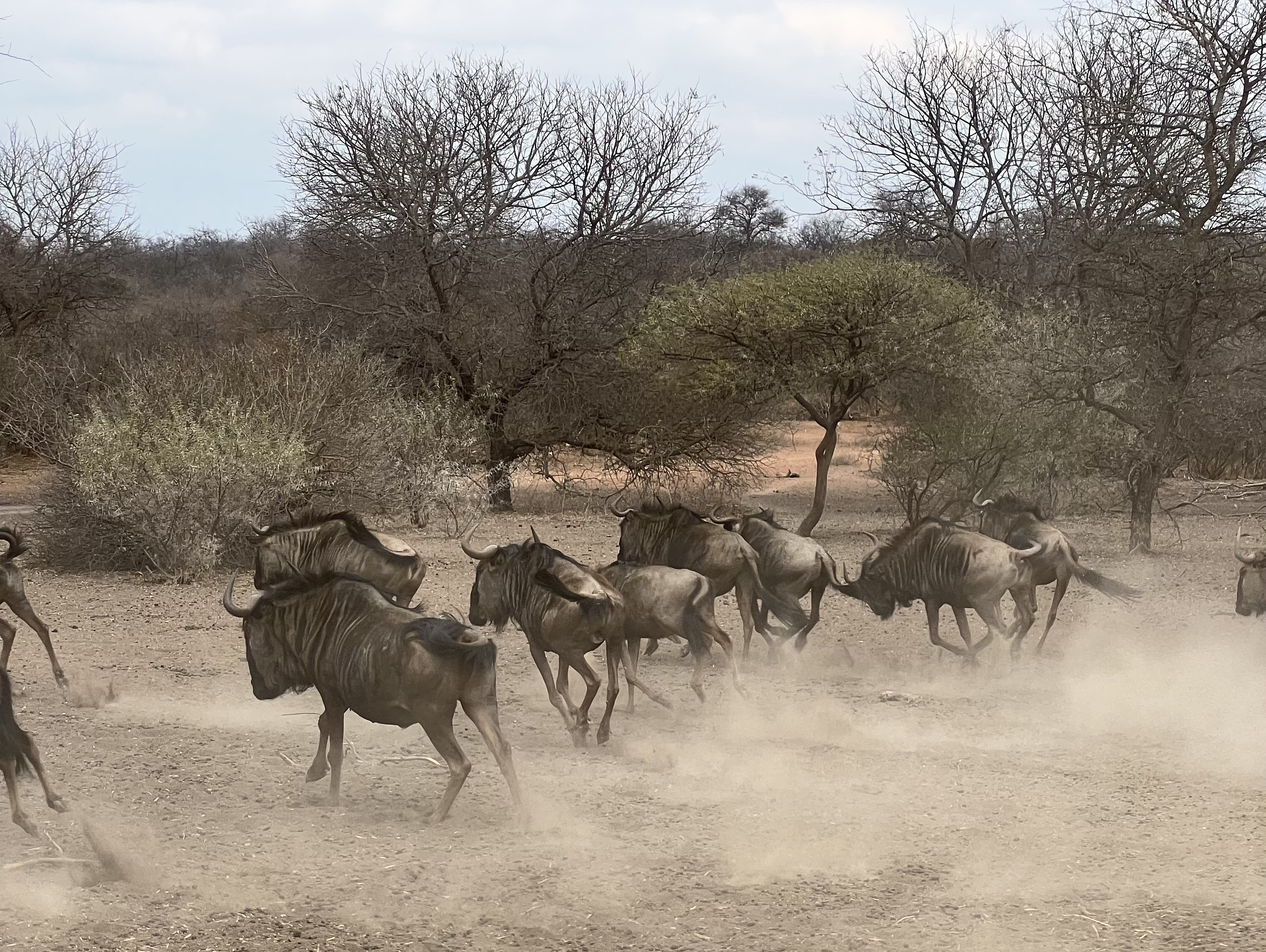 Kaitlyn Evans: wildebeest stampede