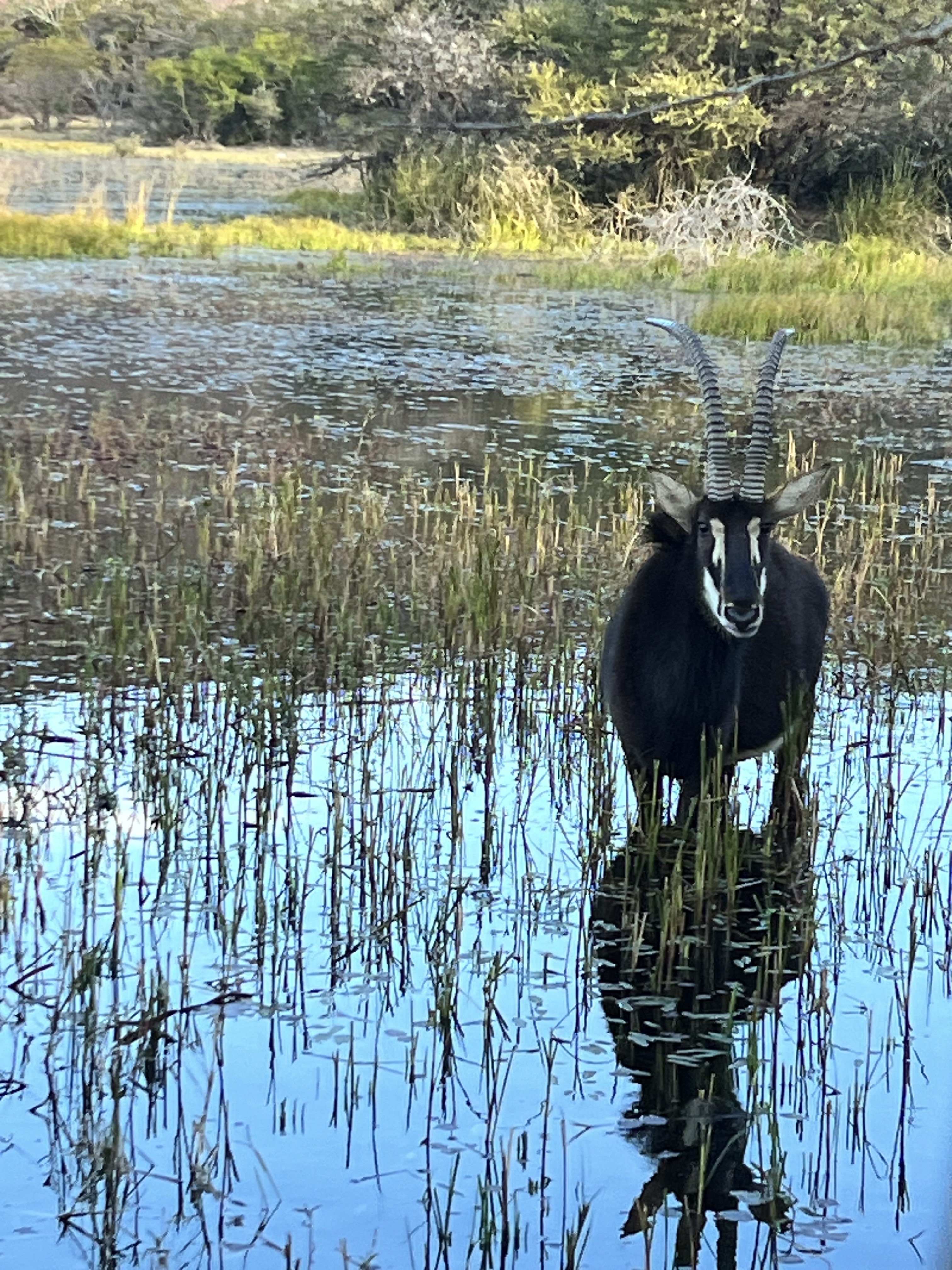 Kaitlyn Evans: an antelope in a lake