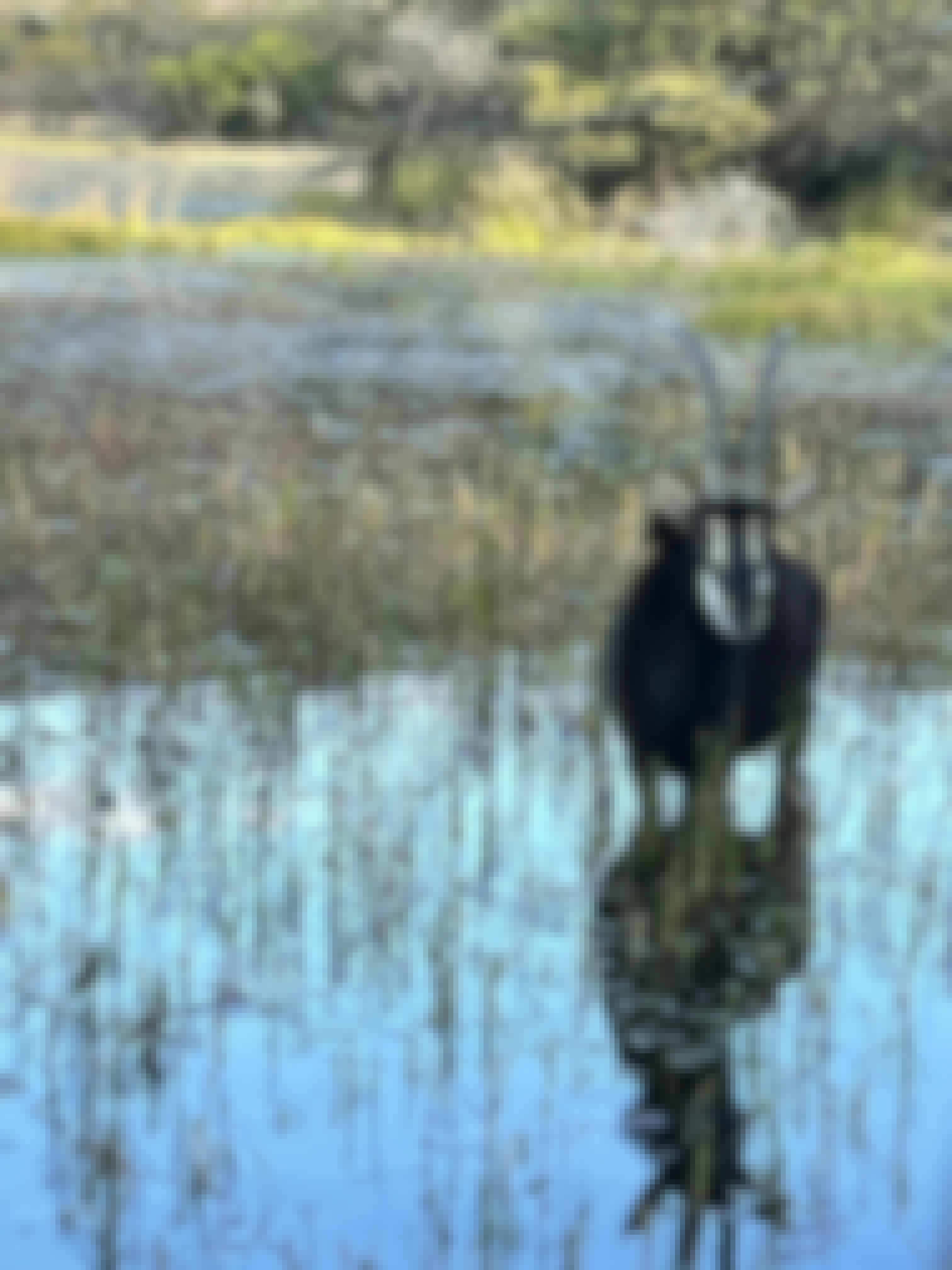Kaitlyn Evans: an antelope in a lake