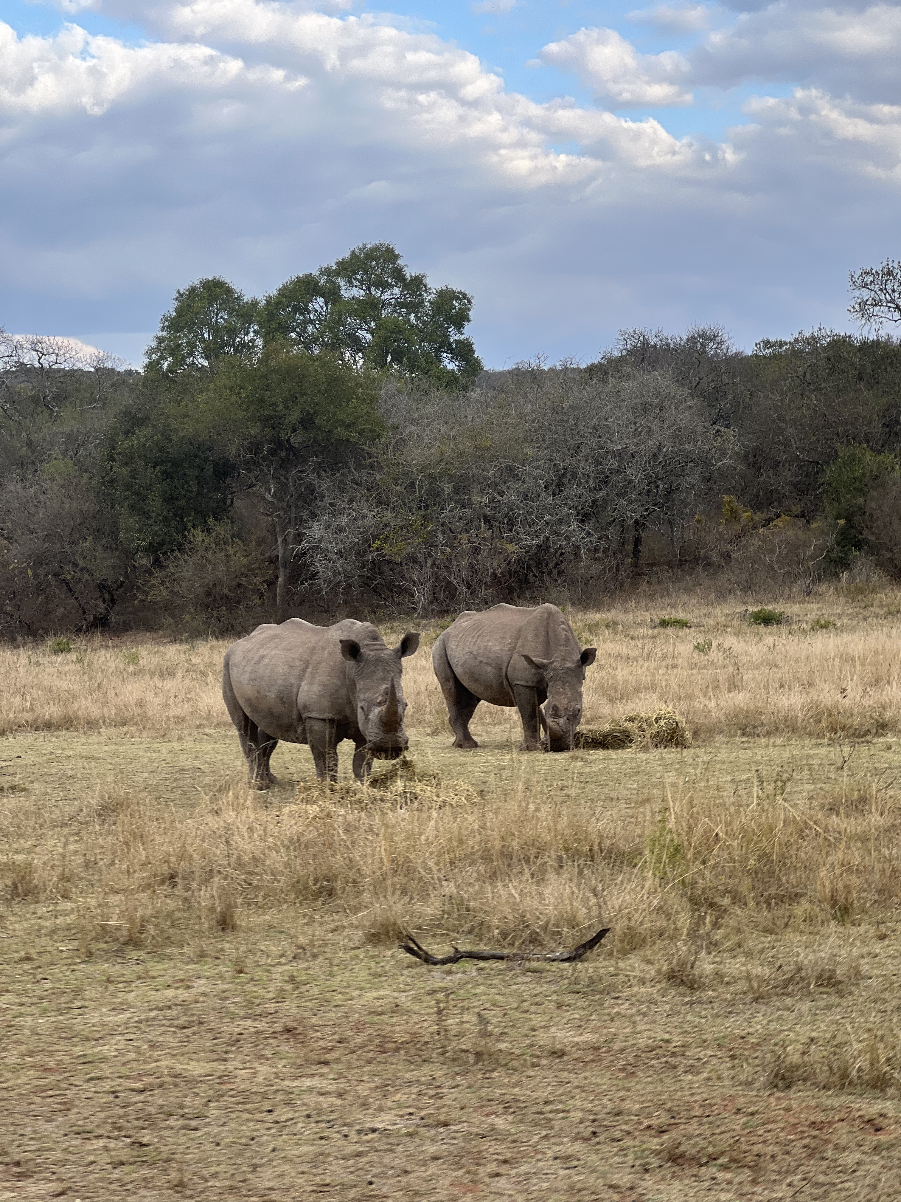 Kaitlyn Evans: two rhinos