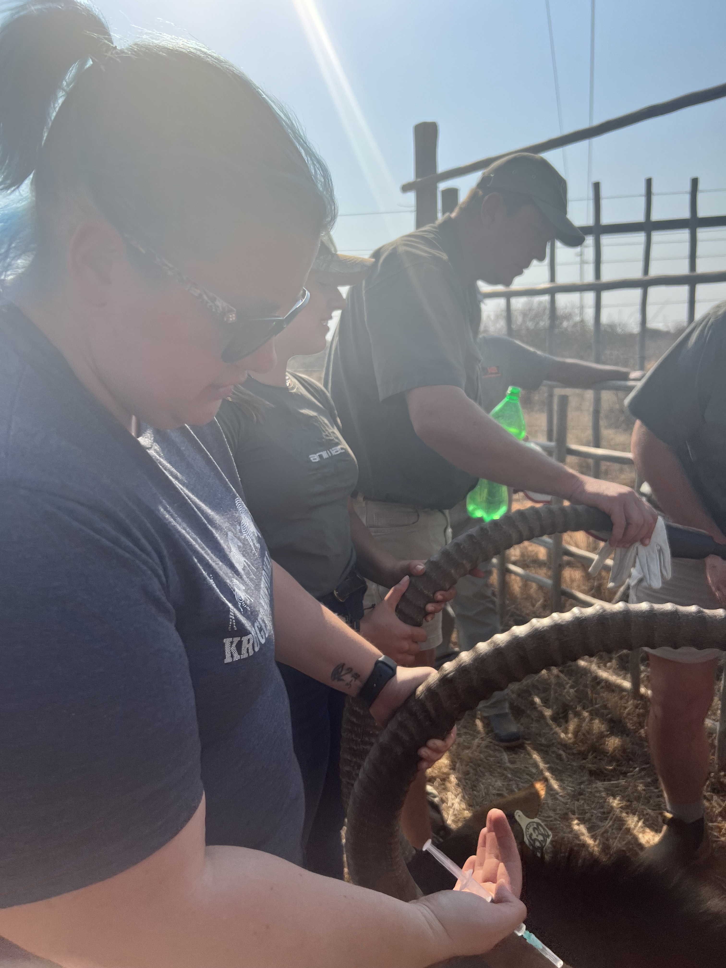 Kaitlyn Evans: a group working on an antelope
