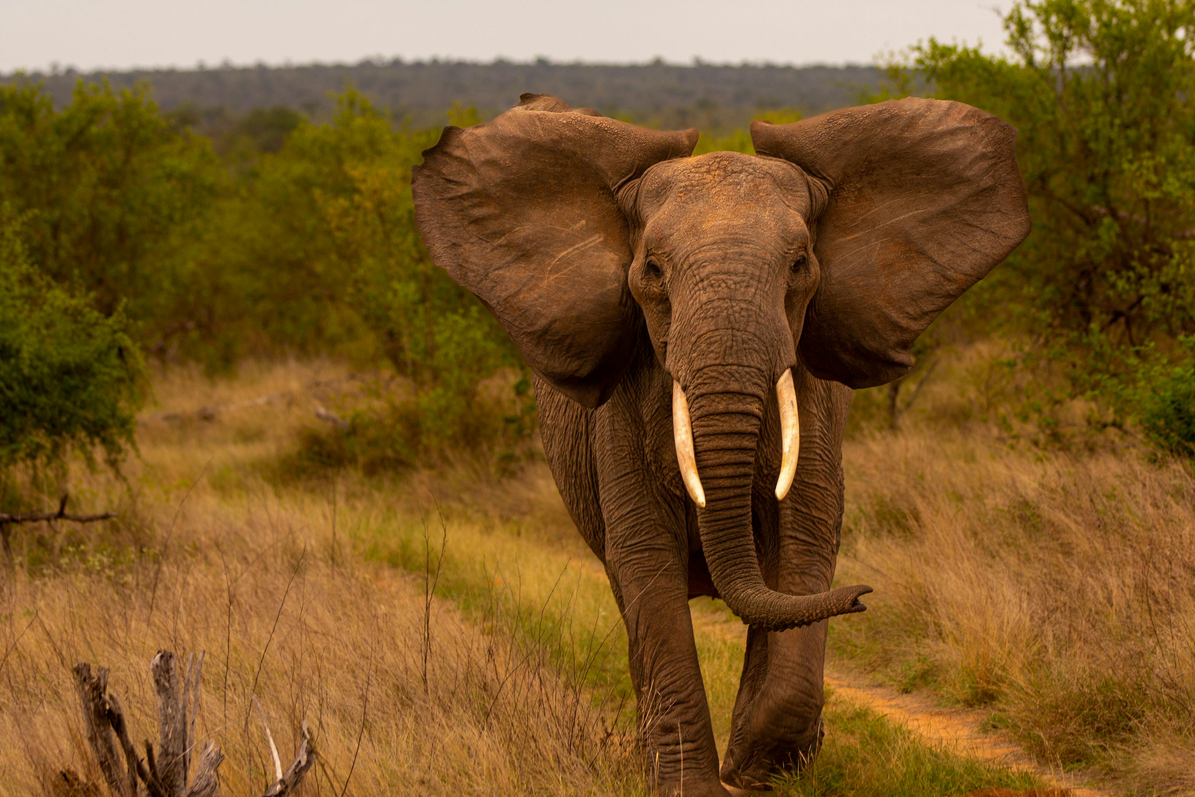 An elephant mock charging towards the camera