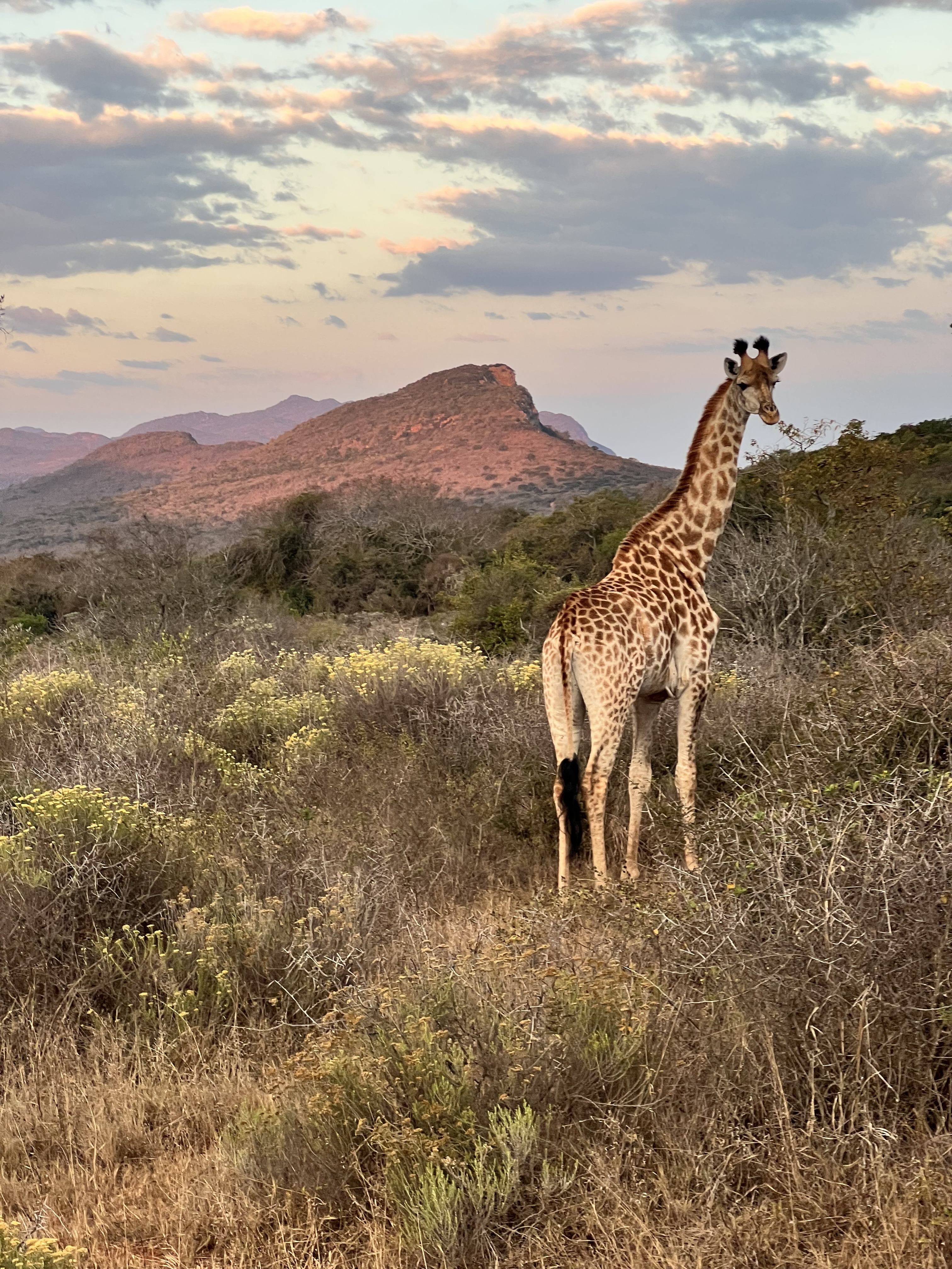 Kaitlyn Evans: a giraffe in front of a landscape