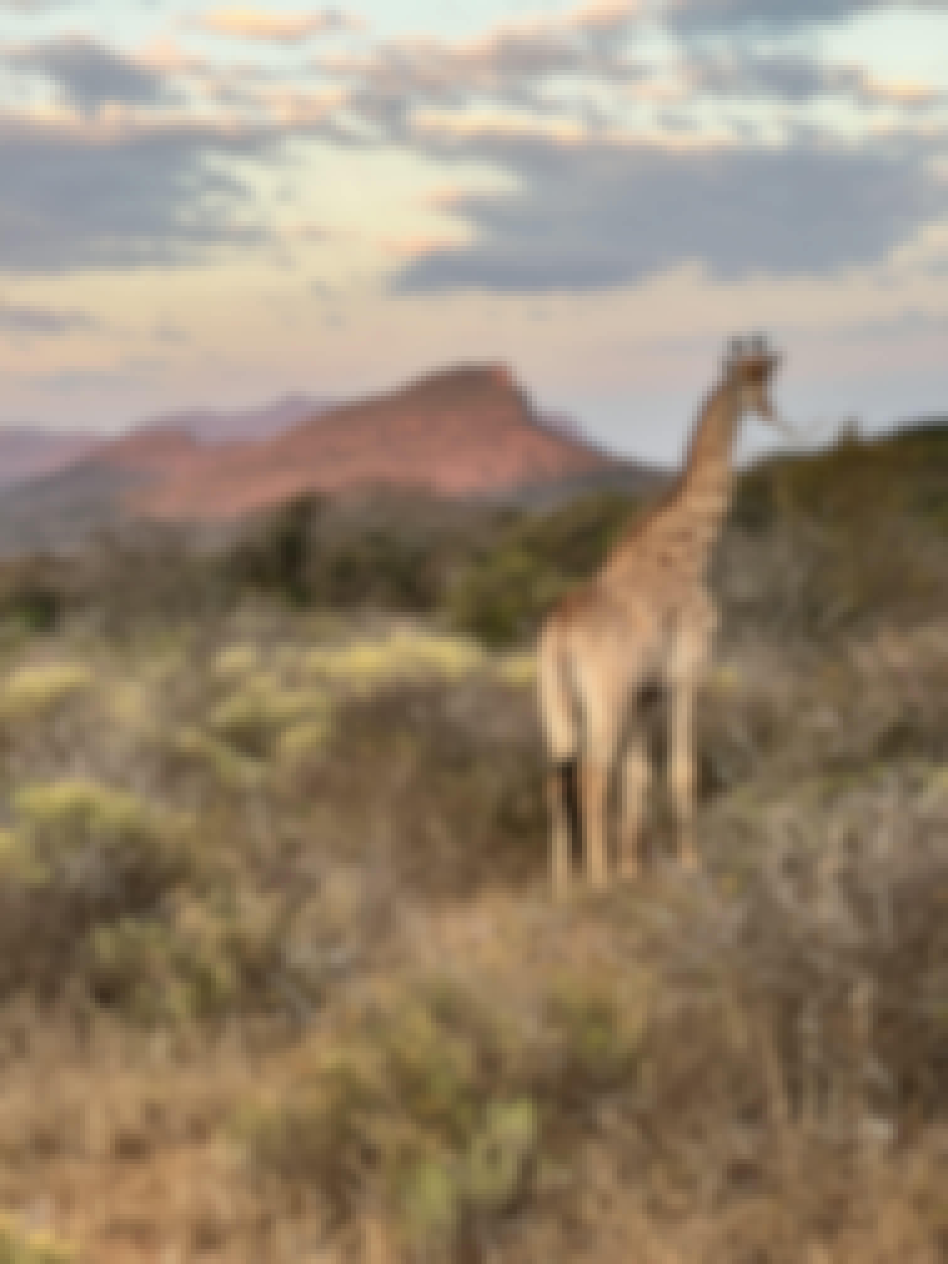 Kaitlyn Evans: a giraffe in front of a landscape
