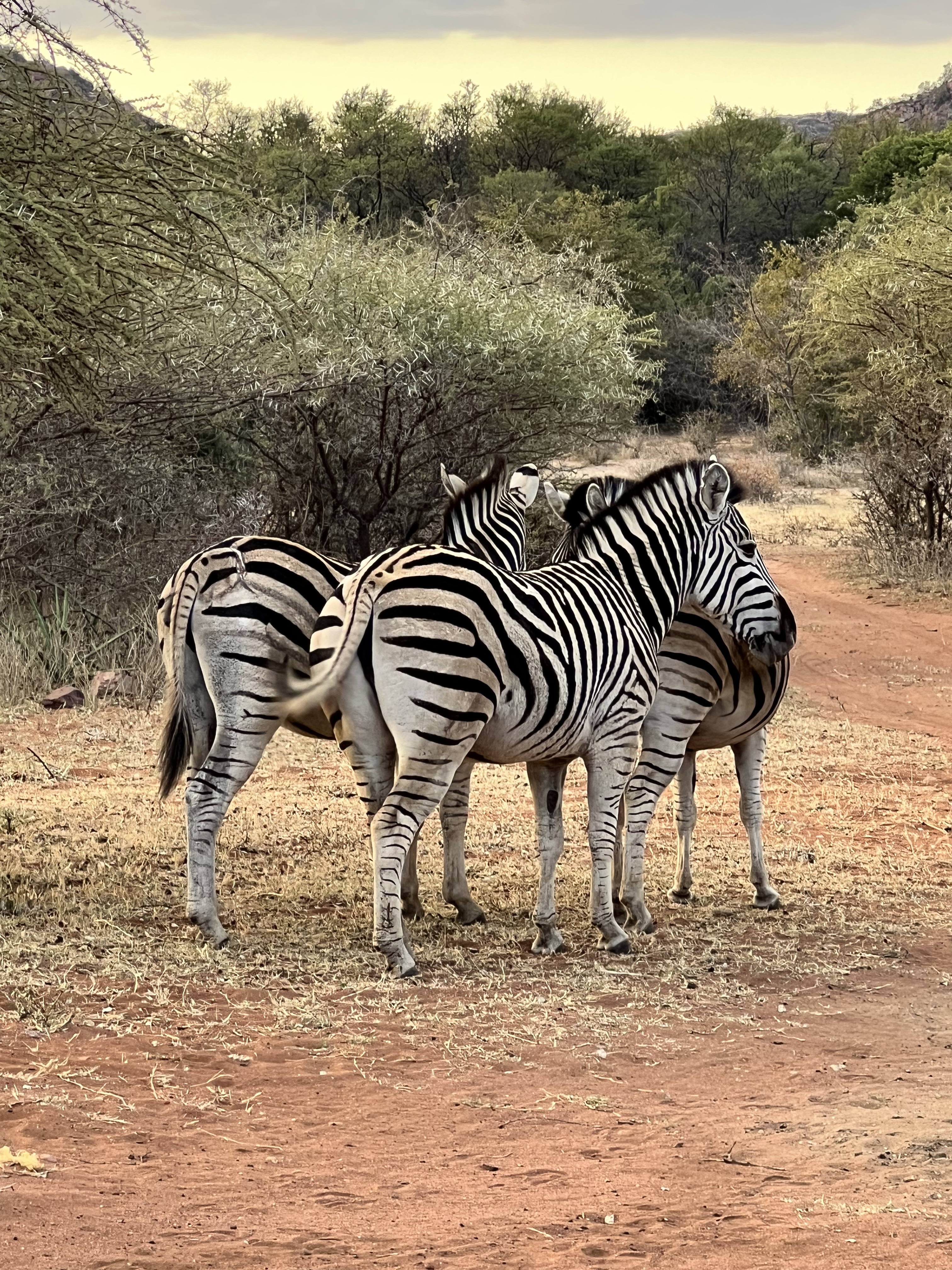Kaitlyn Evans: three zebra