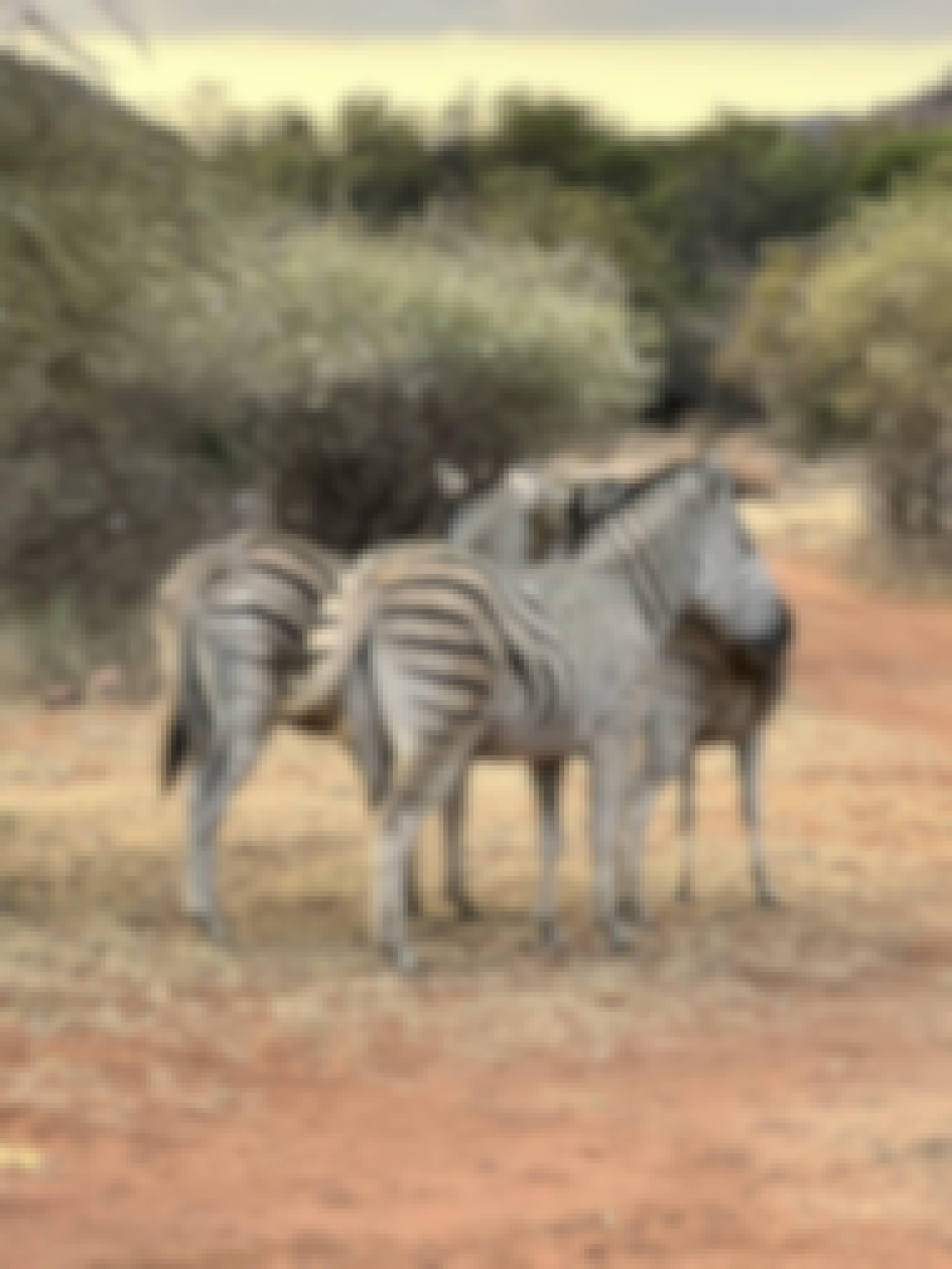 Kaitlyn Evans: three zebra