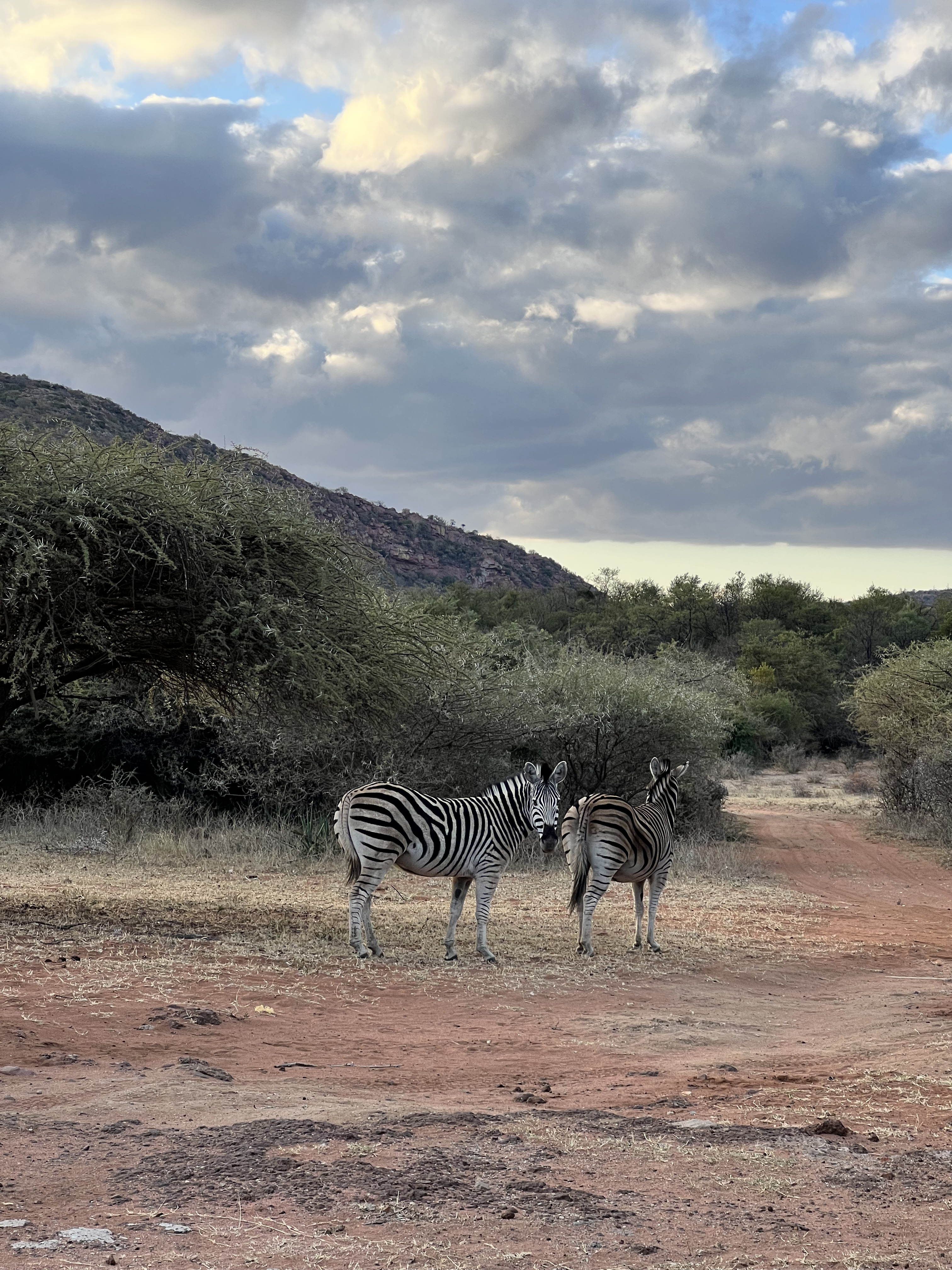 Kaitlyn Evans: two zebra