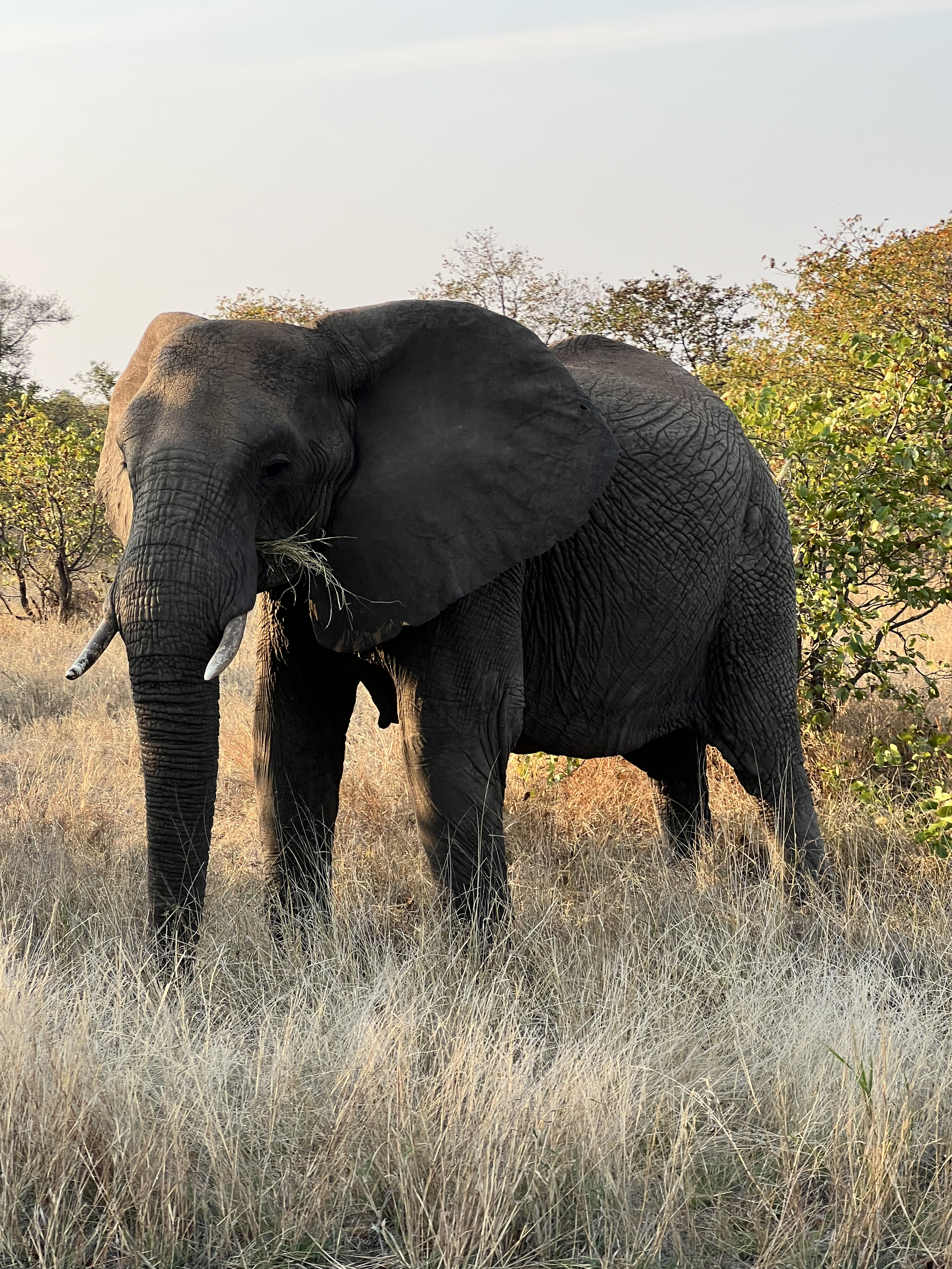 Kaitlyn Evans: an elephant